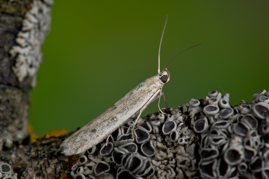 Phycitodes lacteella
