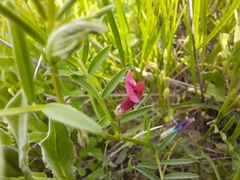 Vicia monantha