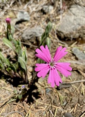 Silene hookeri hookeri