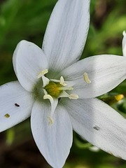 Ornithogalum sintenisii