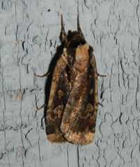 Eueretagrotis sigmoides