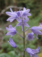 Hyacinthoides paivae