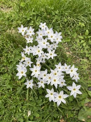 Ipheion