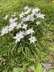 Ipheion
