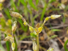 Cerastium semidecandrum