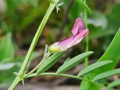 Vicia monantha