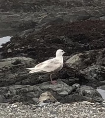 Larus glaucoides thayeri