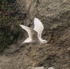 Larus glaucoides thayeri