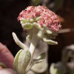 Helichrysum spiralepis