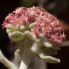 Helichrysum spiralepis