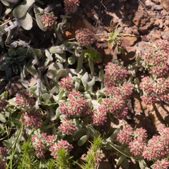 Helichrysum spiralepis