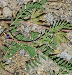 Astragalus sesameus