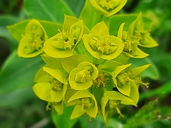Euphorbia iberica