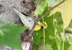 Setophaga townsendi