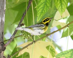 Setophaga townsendi
