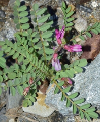 Astragalus longidentatus