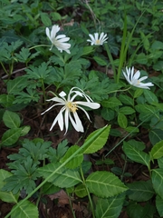 Anemonoides apennina