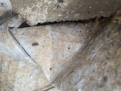 Porcellio spinicornis