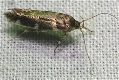 Macrobathra ceraunobola