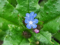 Anchusa arvensis orientalis