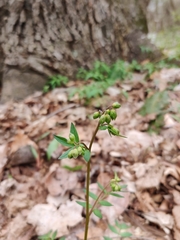 Polemonium reptans