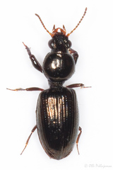 Dyschirius
