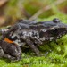 Piping Peeping Frog - Photo (c) victor_jimenez_arcos, some rights reserved (CC BY-NC-ND), uploaded by victor_jimenez_arcos