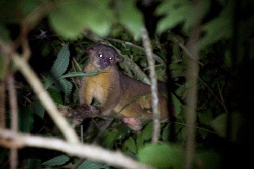 Kinkajou