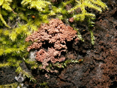 Arcyria stipata
