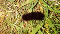 Lepidoptera