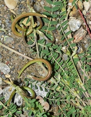 Astragalus hamosus