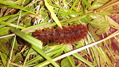 Lepidoptera