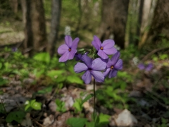 Phlox stolonifera