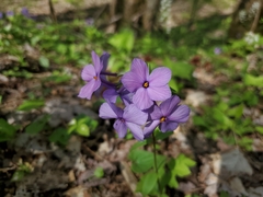 Phlox stolonifera