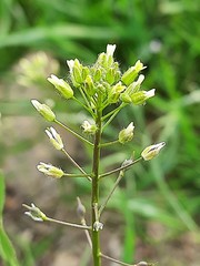 Camelina rumelica