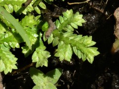 Selaginella ciliaris