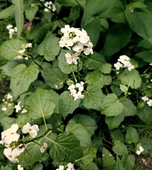 Cardamine cordifolia