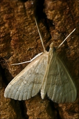 Metasia dicealis