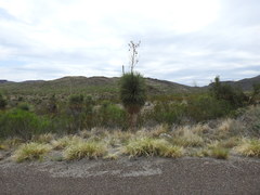 Yucca rostrata