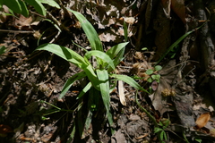 Carex platyphylla