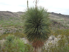 Yucca rostrata