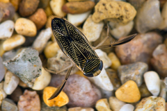 Hesperocorixa linnaei