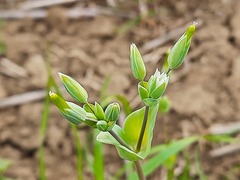 Cerastium perfoliatum