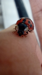 Harmonia axyridis