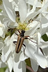 Cortodera longicornis
