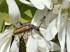 Cortodera longicornis