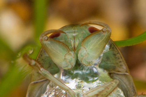 saucer bug, photo 3 of 10
