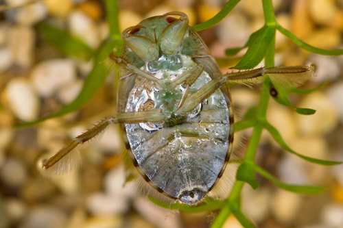 saucer bug, photo 2 of 10