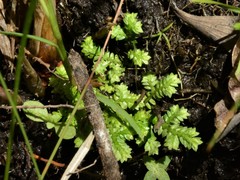 Selaginella ciliaris