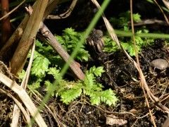Selaginella ciliaris
